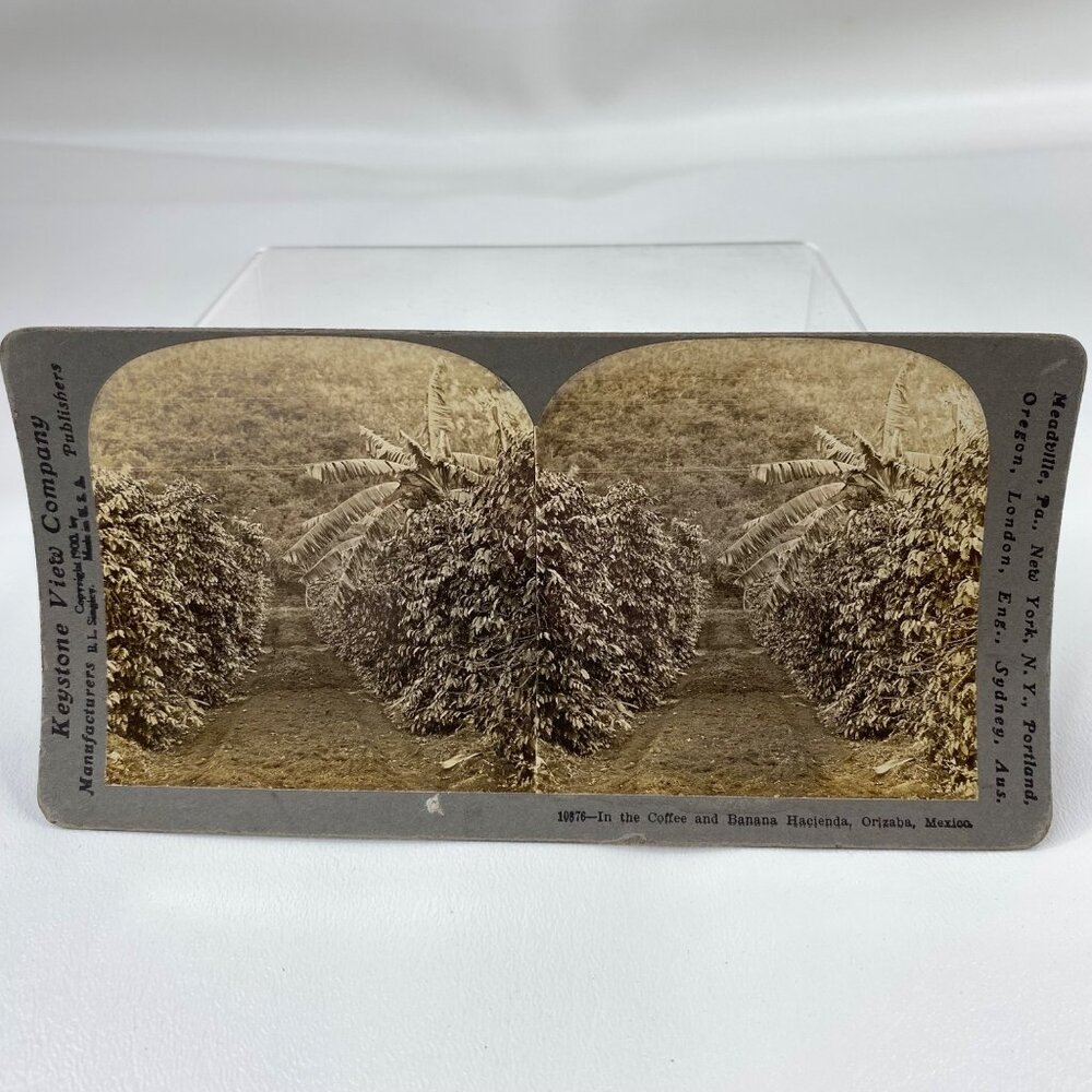 Antique 1900 Stereoview Photo Card Coffee Banana Hacienda Orizaba Mexico Keyston - Picture 2 of 8